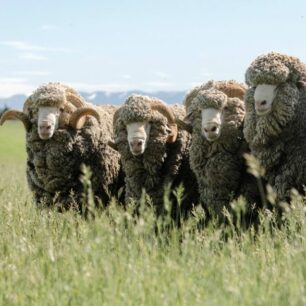 Merino vlna je extrémně jemná vlna, kterou produkuje plemeno ovce známé jako Merino.