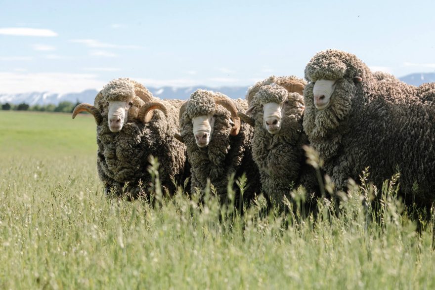 Merino vlna je extrémně jemná vlna, kterou produkuje plemeno ovce známé jako Merino.