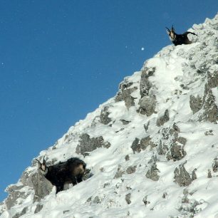 I kolegové kamzíci nemají problém s naší přítomností