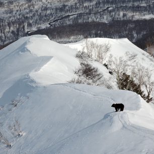 Medvěd na 80 metrů