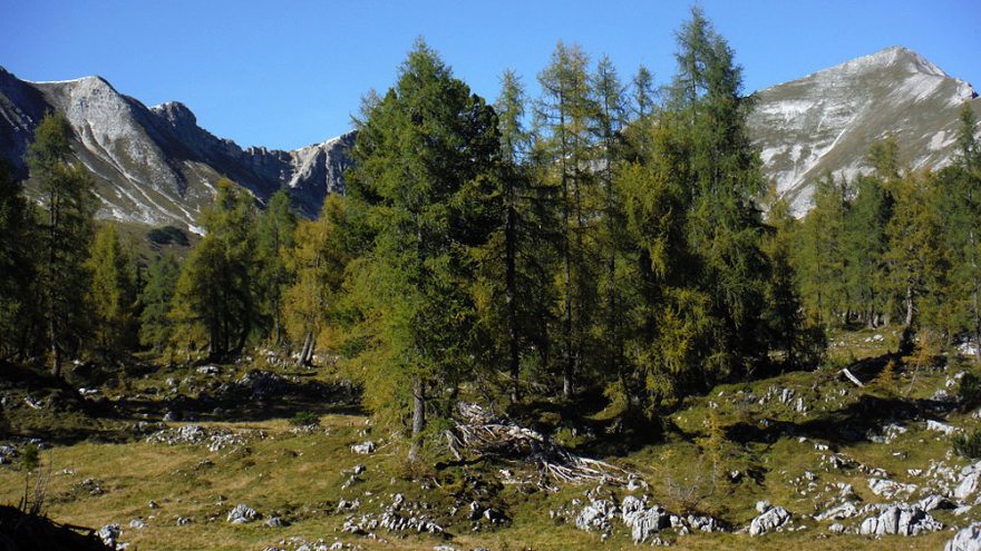 Modřínové lesy Totes Gebirge