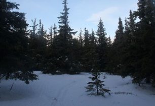 Vrchol Temná (1263 m) v Jeseníkách – na skialpech lesem