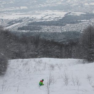 Náletové dřeviny se činí... pod námi Maribor