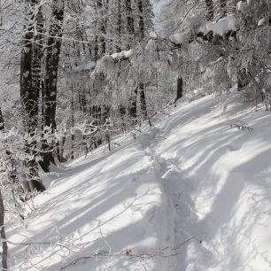 Nemá to chybu - vzrostlý les plný sněhu