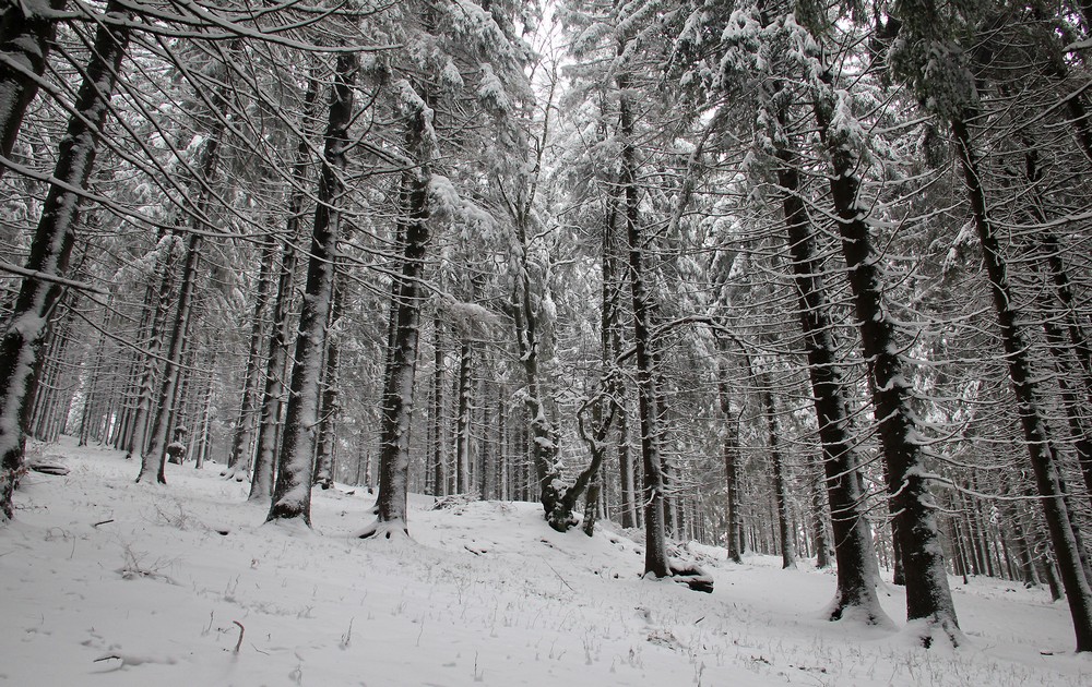 Parádní les na svazích Giguly