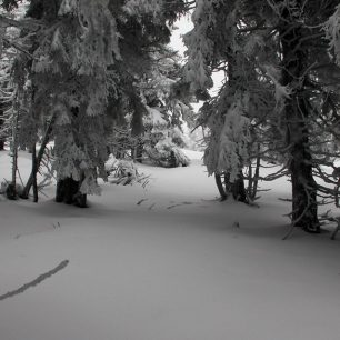 Kousek před koncem lesa bylo sněhu spousty